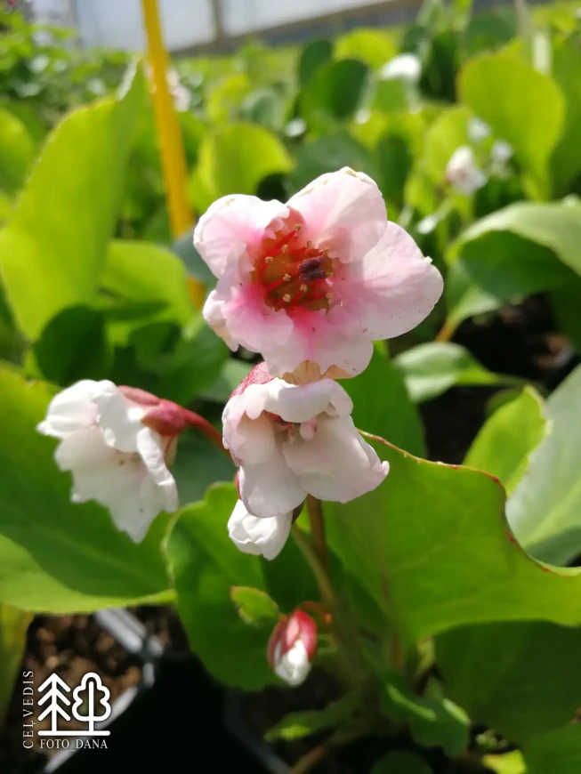 Bergenia   'Harzkristall'